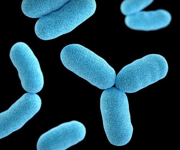 gut bacteria microbiome